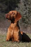 VIZSLA poil court 087